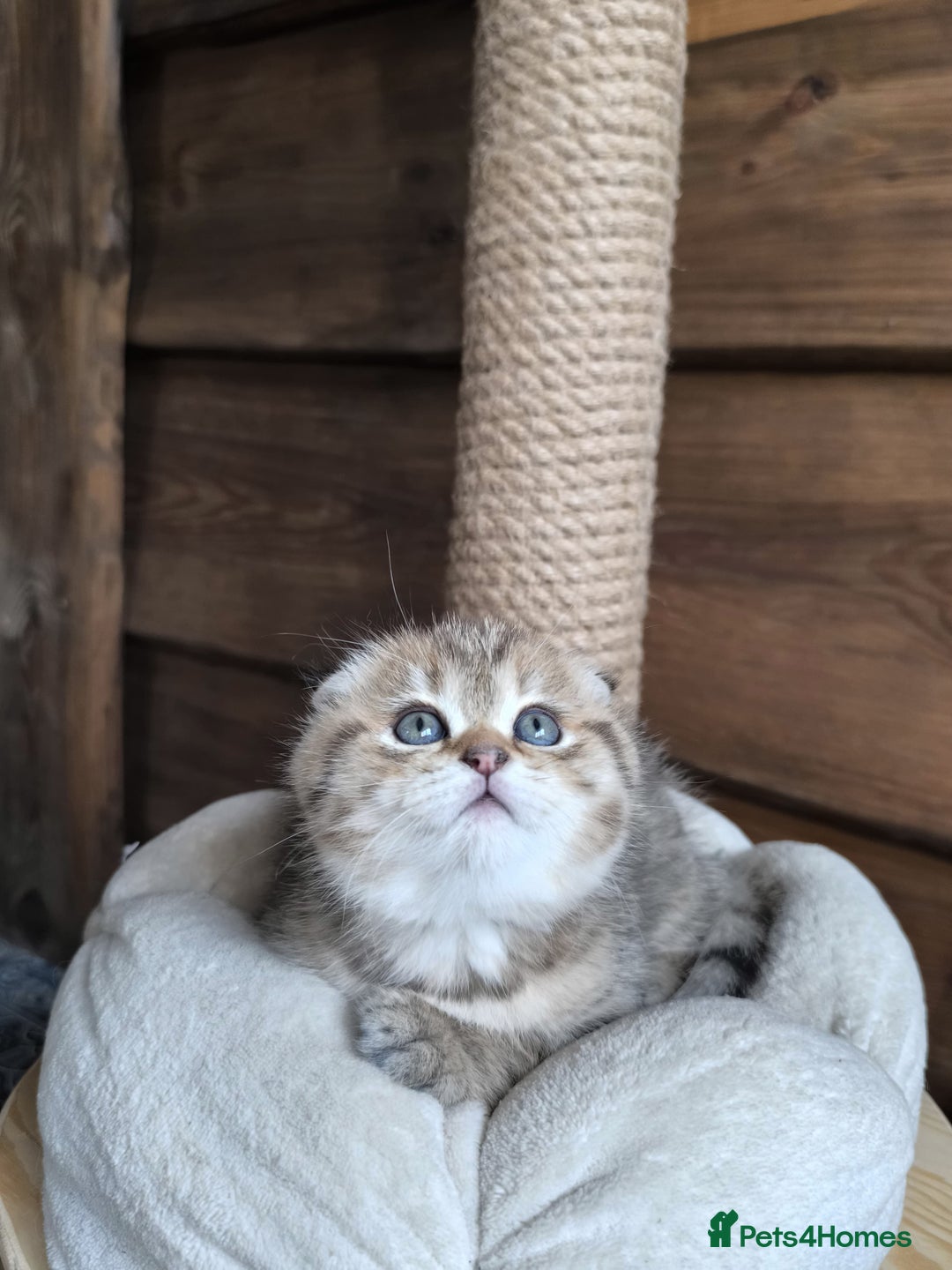 Scottish Fold cats for stud: Scottish straight gold male  - Image 14