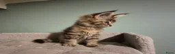 Maine Coon cats for sale: Fluffy Maine Coon kittens - Advert 9