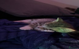 Domestic Shorthair cats for sale: 5 Tabby & Tuxedo kittens for sale - Image 7