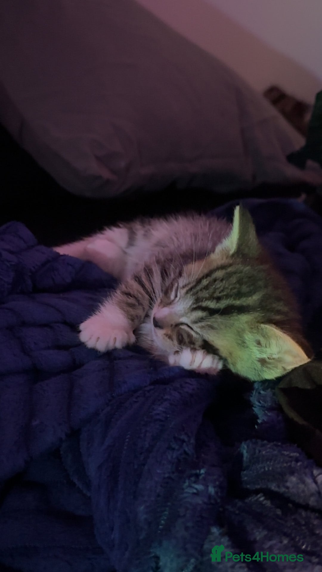 Domestic Shorthair cats for sale: 5 Tabby & Tuxedo kittens for sale - Image 7