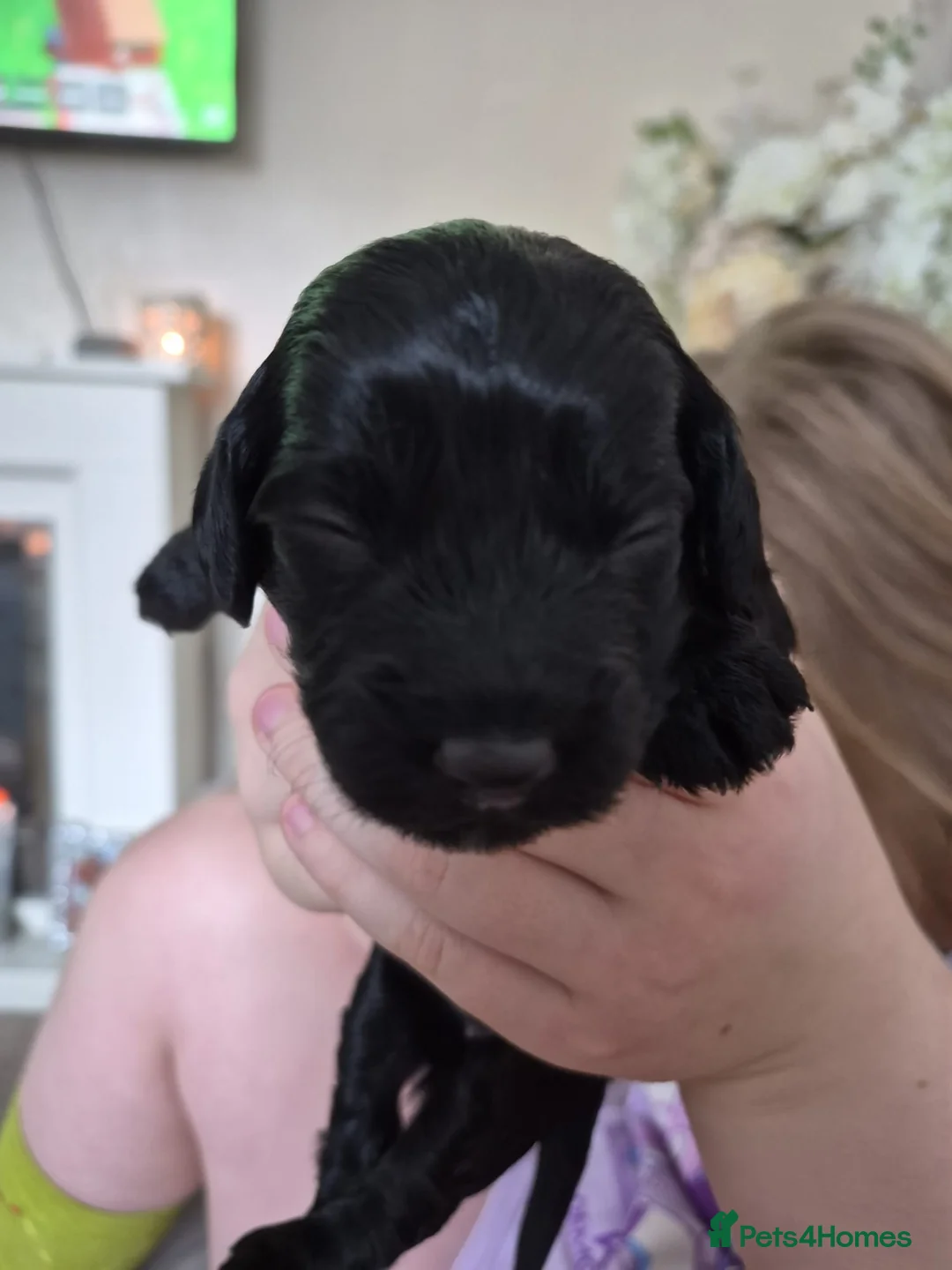 Cockapoo dogs for sale: Poodles for sale - Advert 3