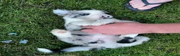 Border Collie dogs for sale: Border collie puppies - Advert 20