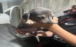 Dachshund dogs for sale: Beautiful litter of dachshund babies  - Image 4
