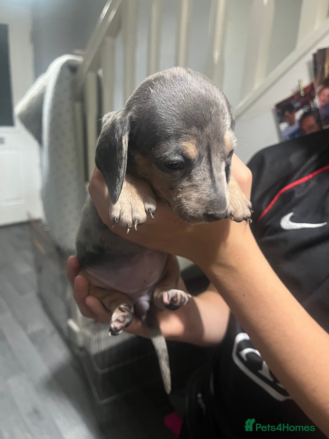 Dachshund dogs for sale: Beautiful litter of dachshund babies  - Image 4