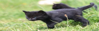 Mixed Breed Kitten 9