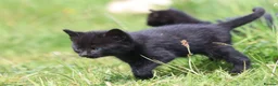 Mixed Breed cats for sale: Playful kittens  - Advert 3