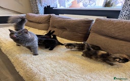 Mixed Breed cats for sale: kittens - Image 5