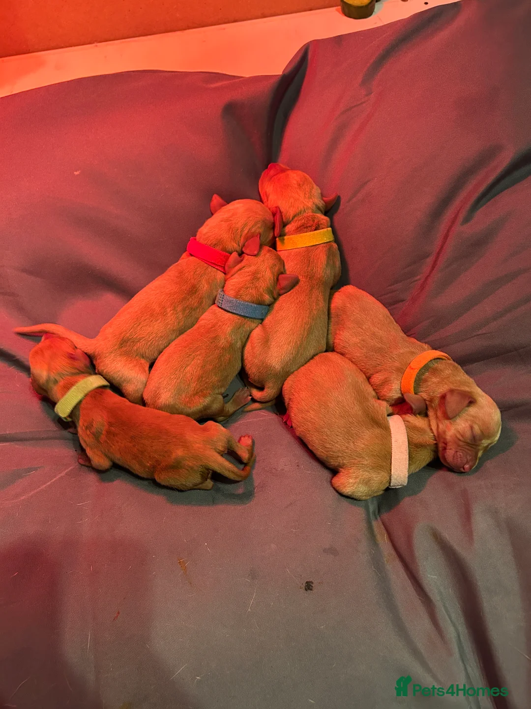 Hungarian Vizsla dogs for sale: Hungarian Vizsla Puppies - Advert 5