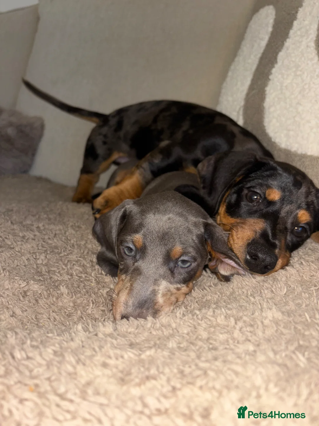 Dachshund dogs for sale: Dachshund male puppy  - Advert 7
