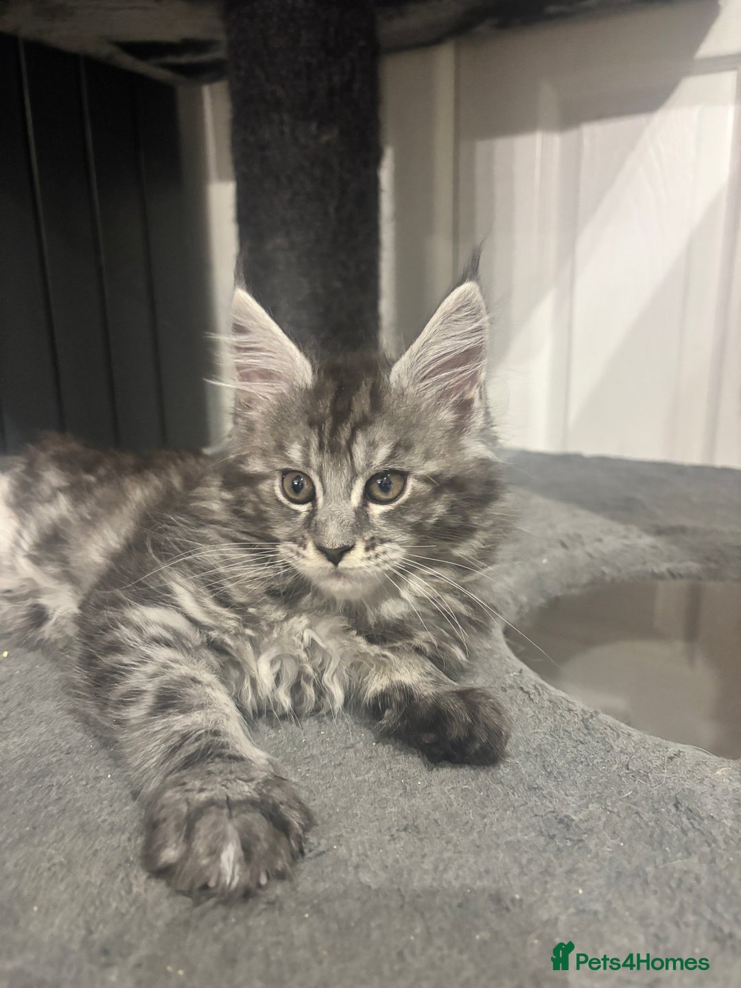 Maine Coon cats for sale:  TICA Maine Coon Kittens Ready for  **  🎁  - Advert 21