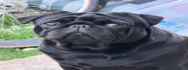 King 