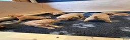 Labrador Retriever dogs for sale: KC Registered Fox Red Labrador Puppies in Honiton - Advert 5
