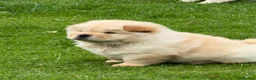 Chow Chow dogs for sale: Cream chow chow puppies - Advert 6