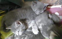Mixed Breed cats for sale: UNIQUE SILVER/BLUE BENGAL X RUSSIAN BLUE KITTENS  - Image 36