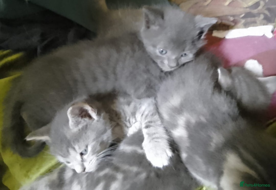 Mixed Breed cats for sale: UNIQUE SILVER/BLUE BENGAL X RUSSIAN BLUE KITTENS  - Image 36