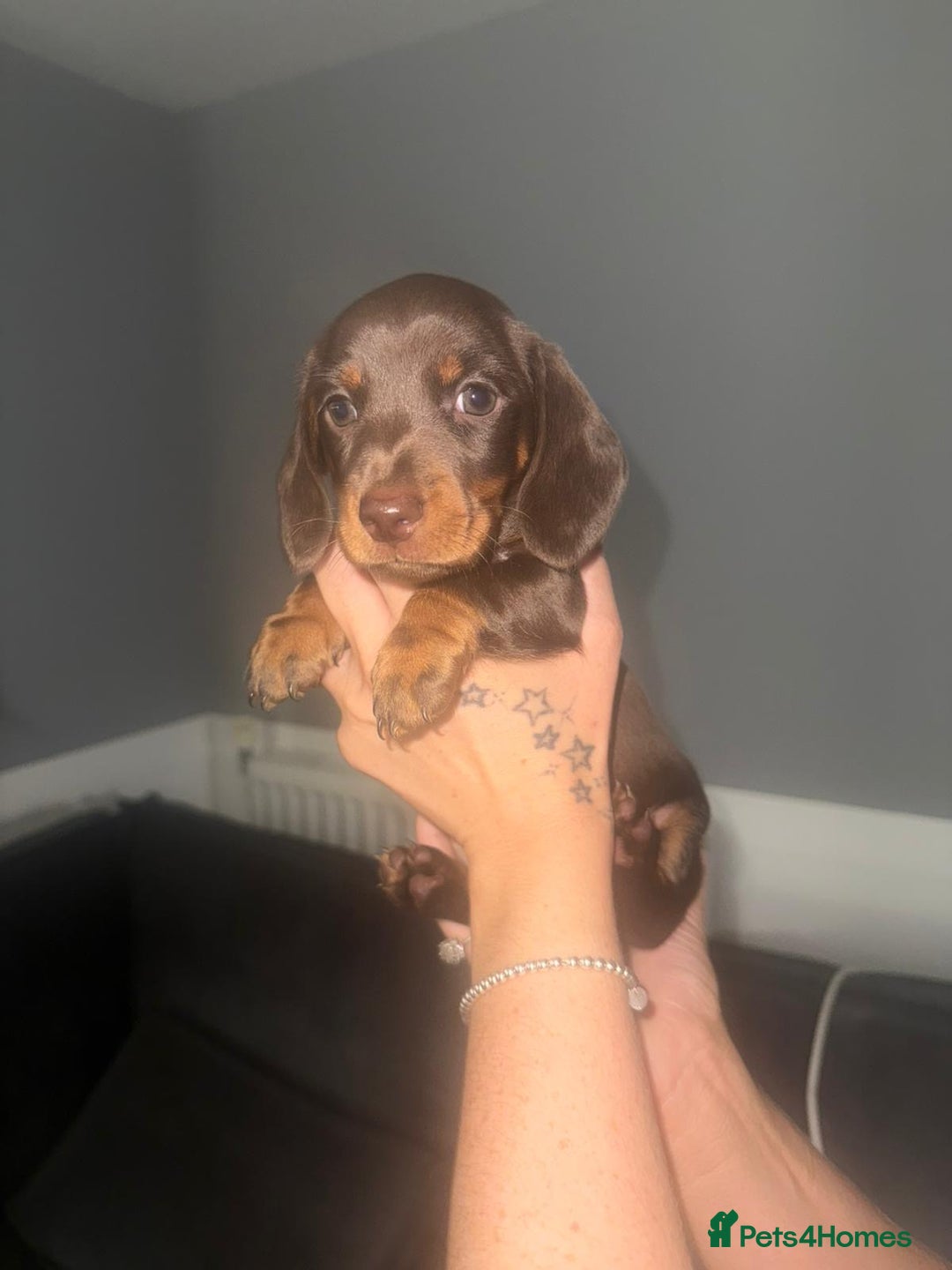Miniature Dachshund dogs for sale: 3 girl miniature dachshunds  - Image 4