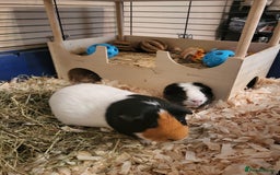 Guinea Pig rodents for sale: 2 female guinea pigs - Image 4