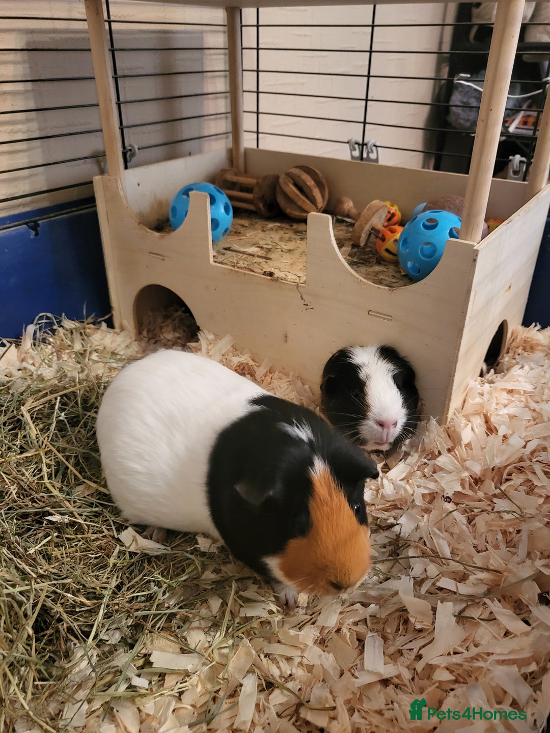 Guinea Pig rodents for sale: 2 female guinea pigs - Image 4