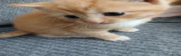 Mixed Breed cats for sale: Blended Ragdoll kittens - Advert 14