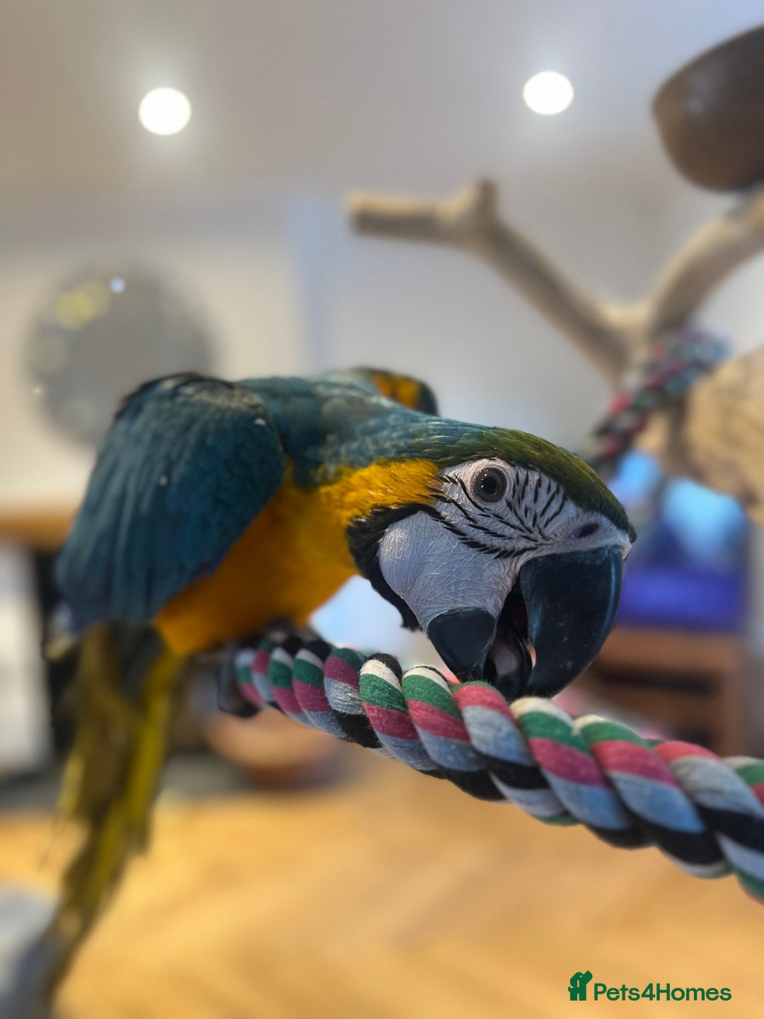 Macaws birds for sale: 4 month old Blue & Gold Macaw - Advert 3