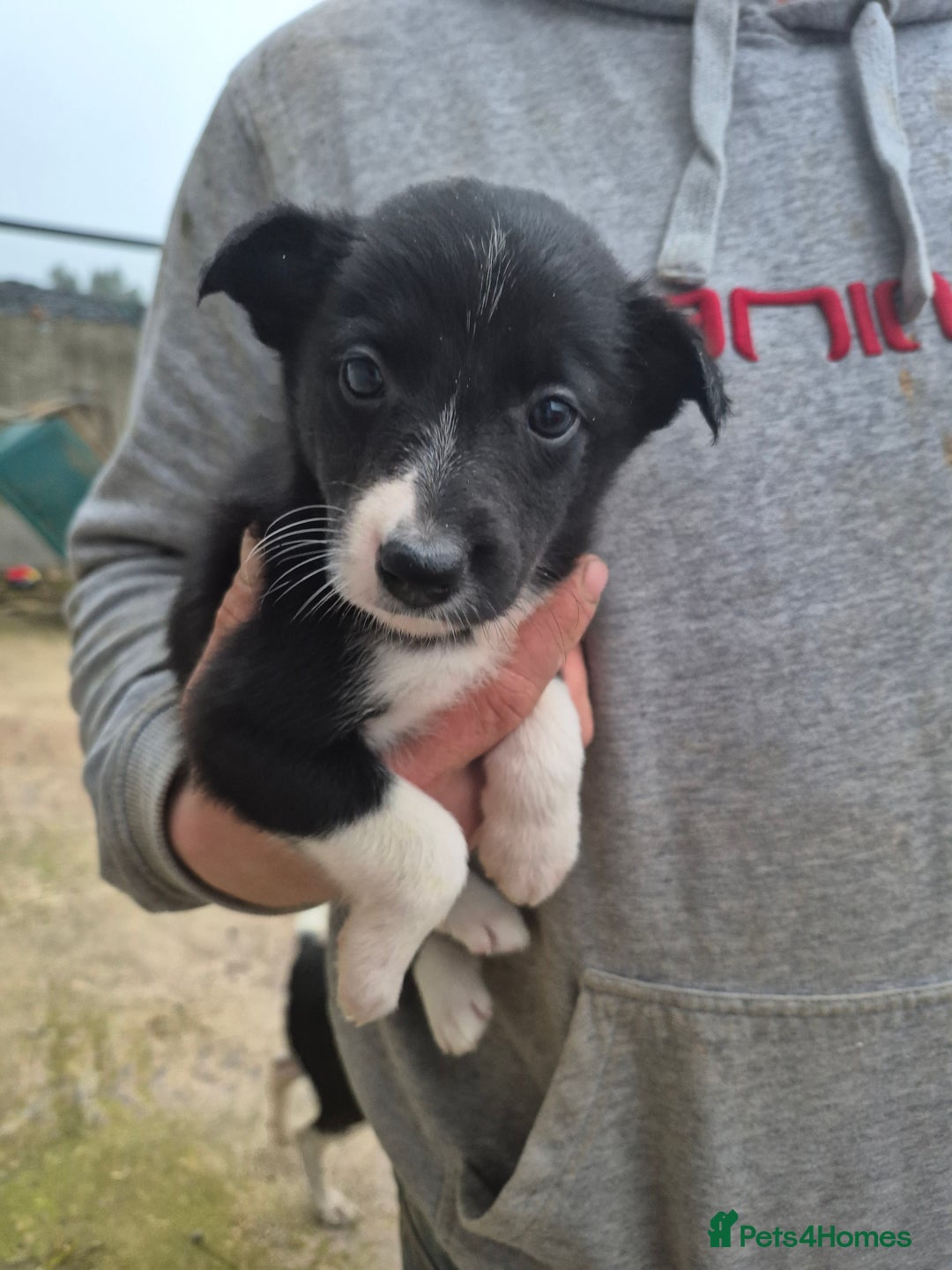 Border Collie Most Athletic Small Dogs Border Collie Puppies For