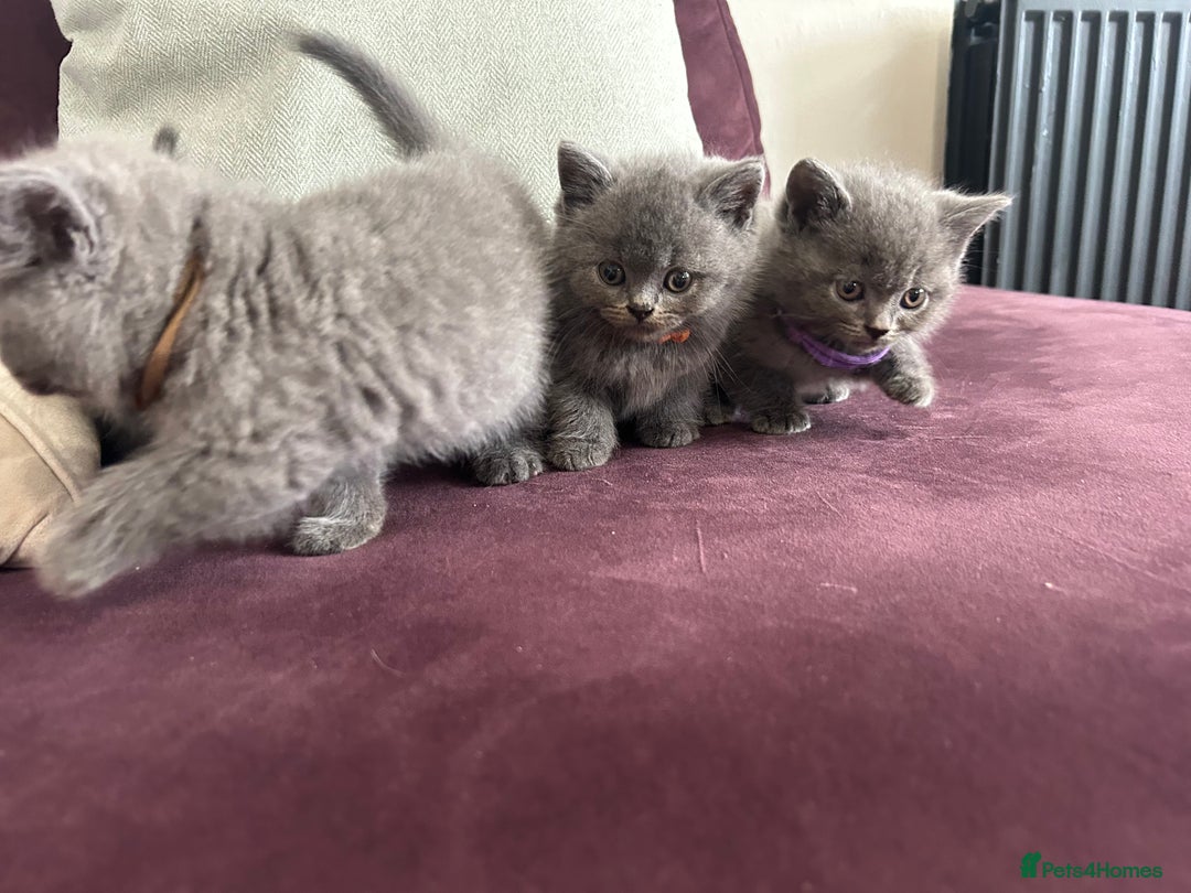 British Shorthair cats for sale: pedigree GCCF kittens available in 2 weeks time! - Image 17