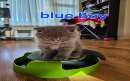 British Shorthair cats for sale: Hurry up 3 🕢Beautiful Scottish fold kitten left in Hatfield - Image 11