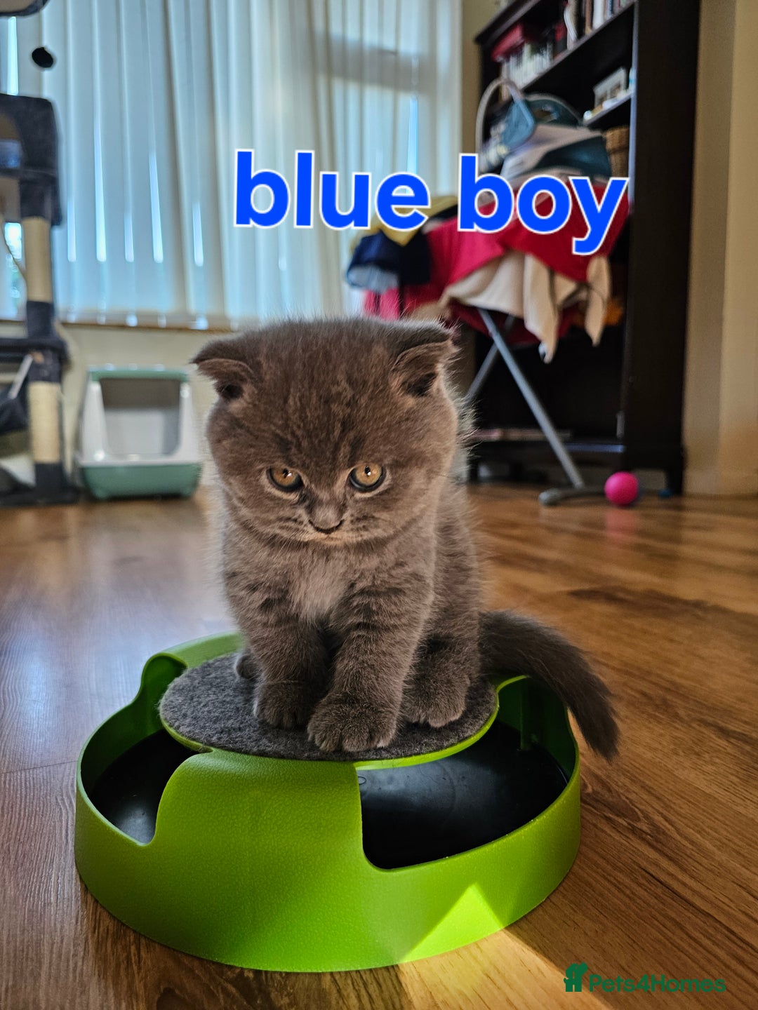 British Shorthair cats for sale: Hurry up 3 🕢Beautiful Scottish fold kitten left in Hatfield - Image 11