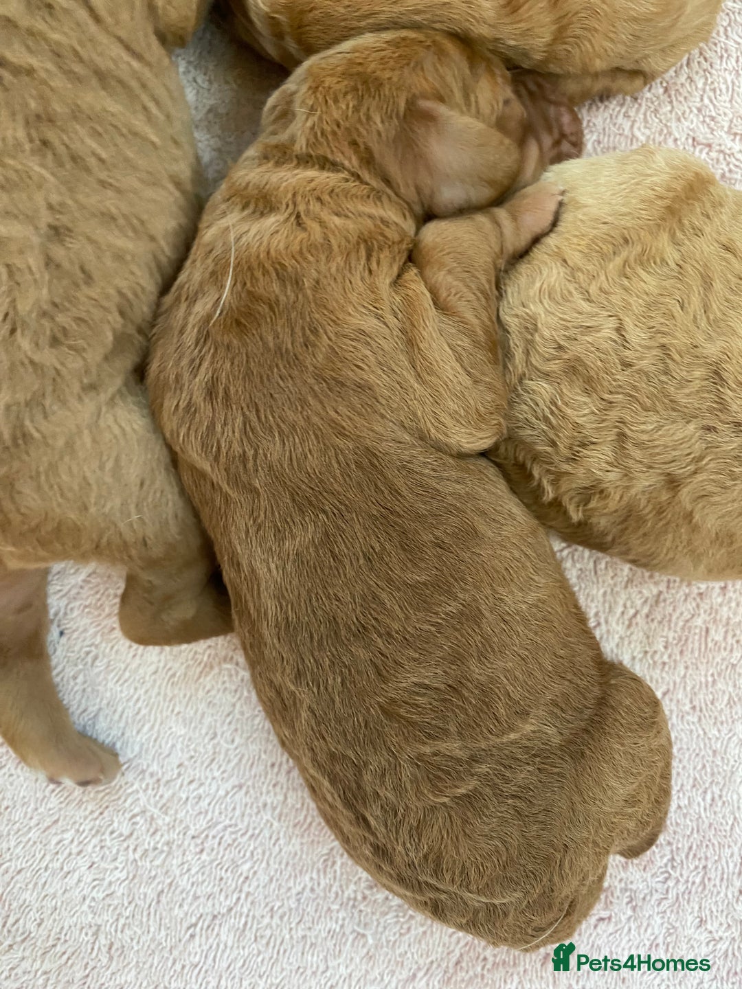 Labradoodle dogs for sale: F1 Red Miniature Labradoodles  - Advert 17