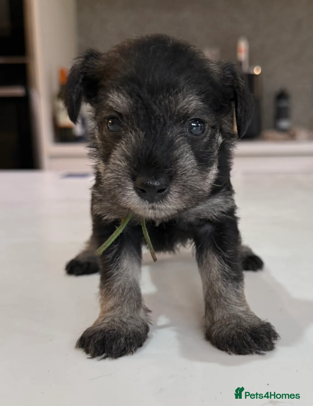 Miniature Schnauzer dogs for sale: Beautiful KC Registered Miniature Schnauzer - Advert 11
