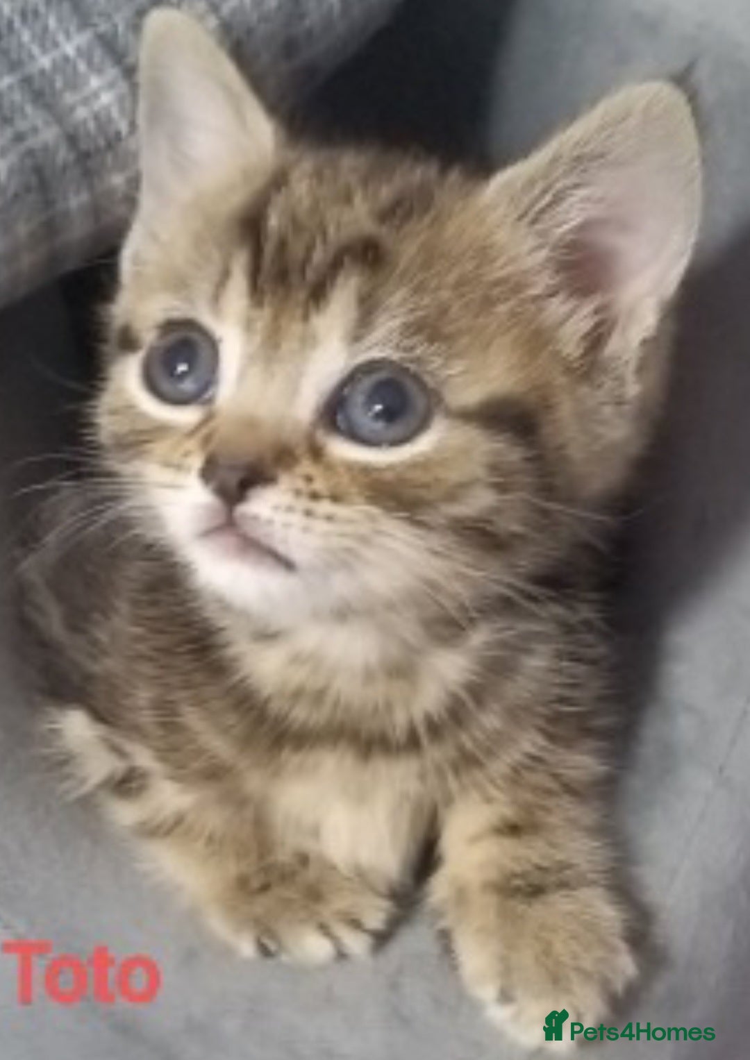 Bengal cats for sale: Mixed Bengal, adorable - Advert 1