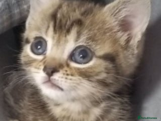 Bengal cats Mixed Bengal, adorable - Advert 1