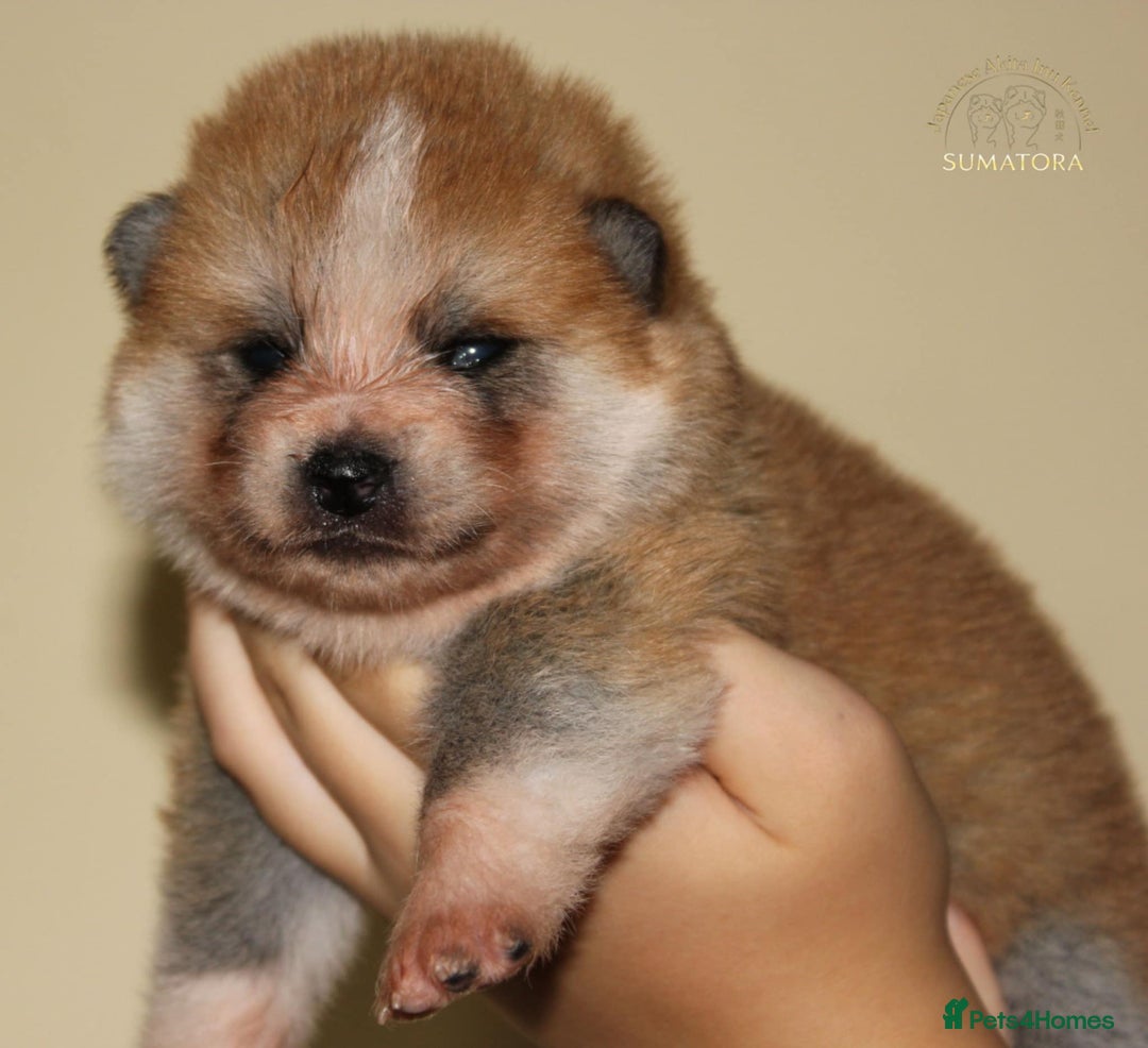 Japanese Akita Inu dogs for sale: ♥OUR PUPPIES ARRIVED♥ in Builth Wells - Image 8
