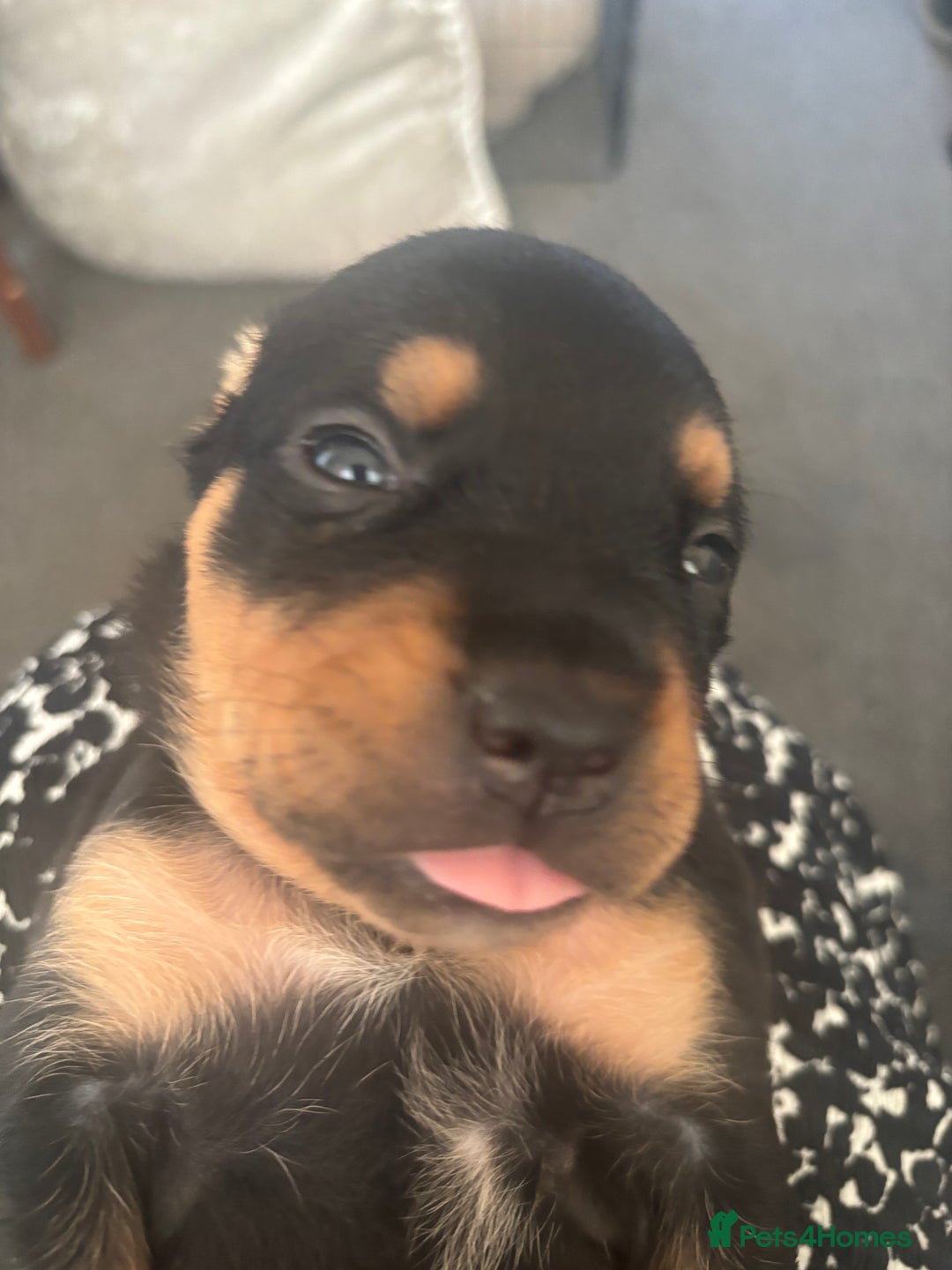 Mixed Breed dogs for sale: My surprise litter - Advert 20