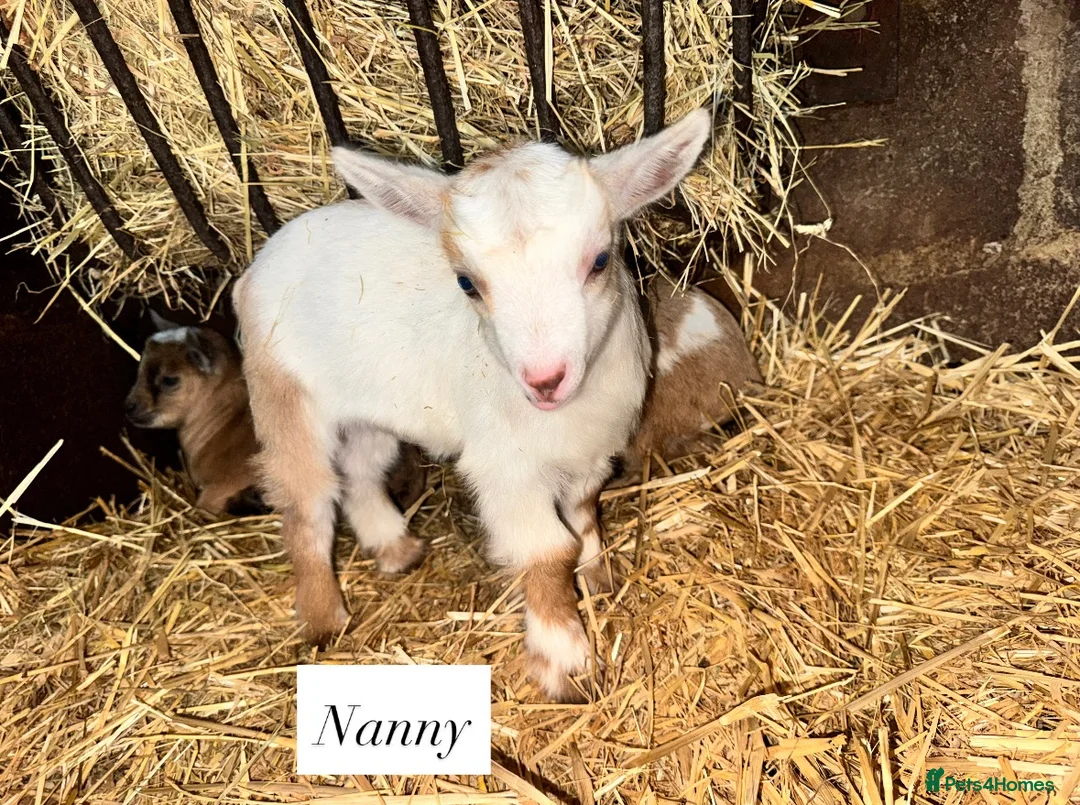 Goats livestock for sale: Baby Pygmy goats  - Advert 3
