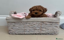 Cavapoo dogs for sale:  GORGEOUS EXTENSIVELY HEALTH TESTED TOY CAVAPOOS - Image 6