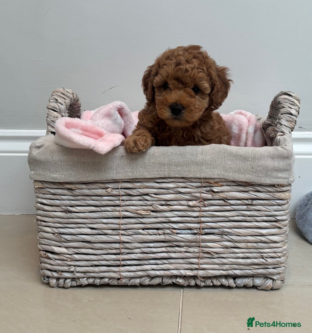 Cavapoo dogs for sale:  GORGEOUS EXTENSIVELY HEALTH TESTED TOY CAVAPOOS - Image 6