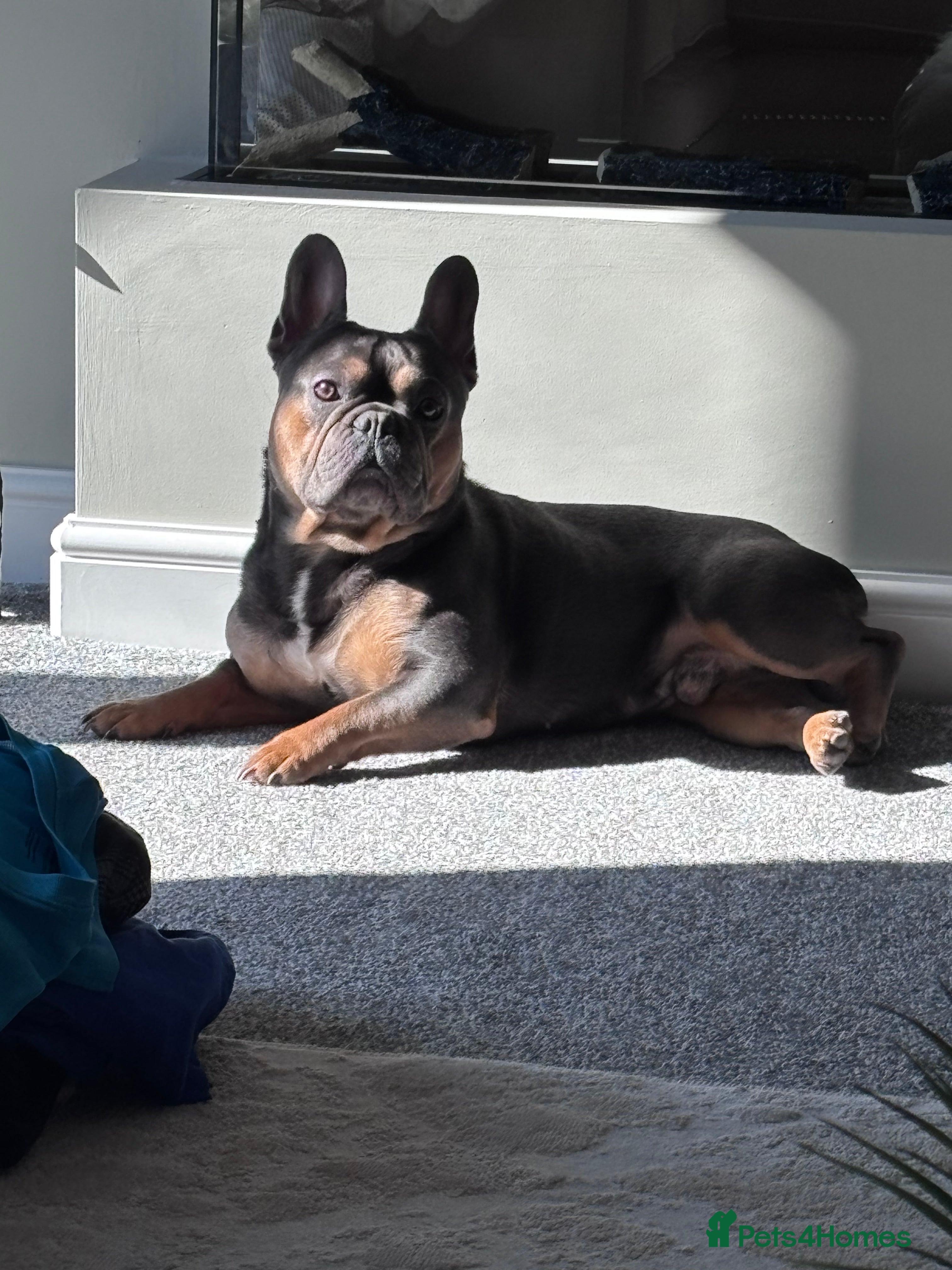 French Bulldog dogs Bruno, 3 year old French bulldog  - Advert 13