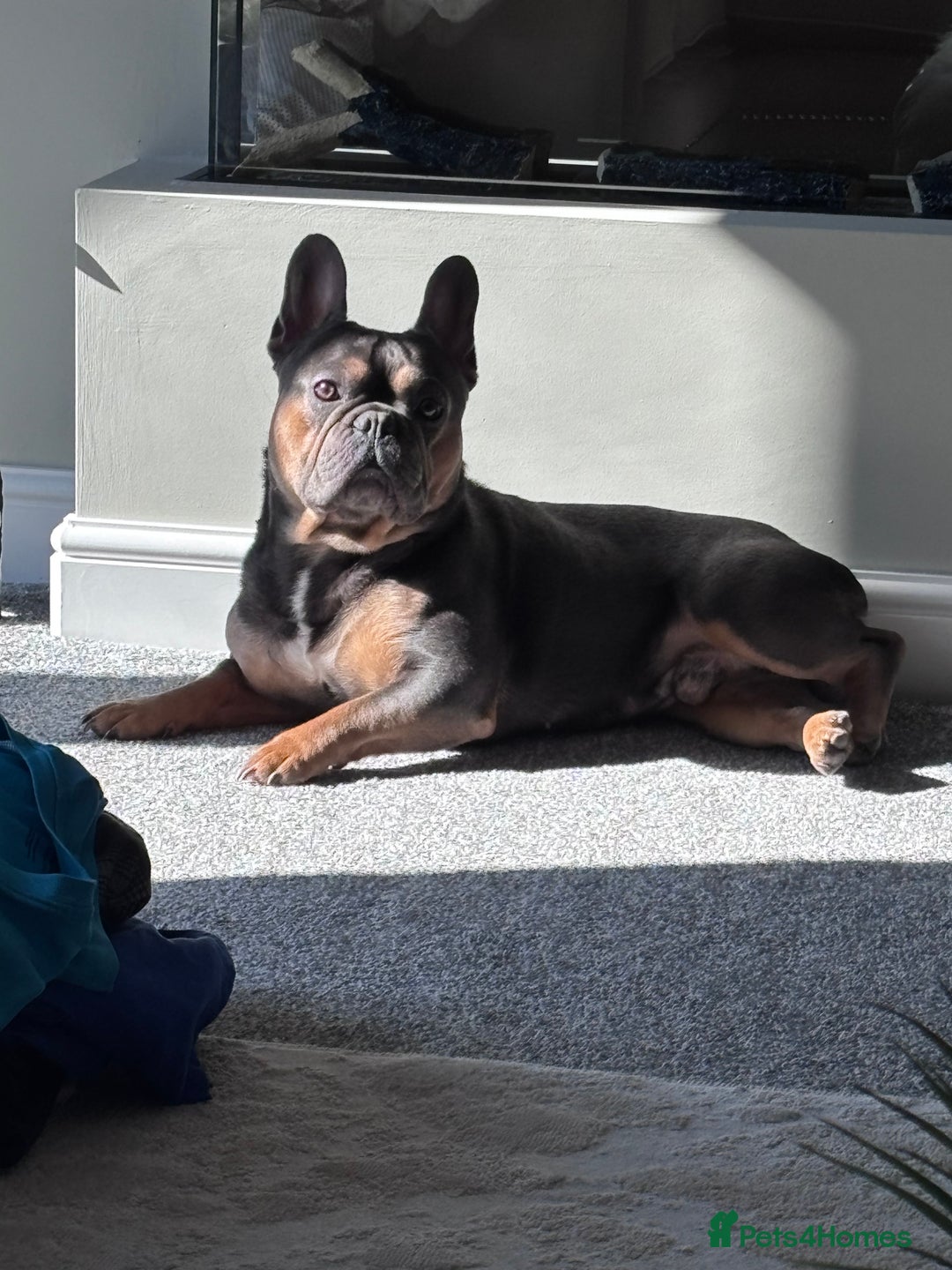 French Bulldog dogs for sale: Bruno, 3 year old French bulldog  - Image 1