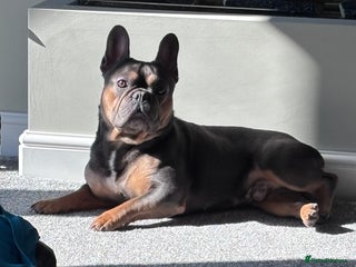 French Bulldog dogs - Advert 16