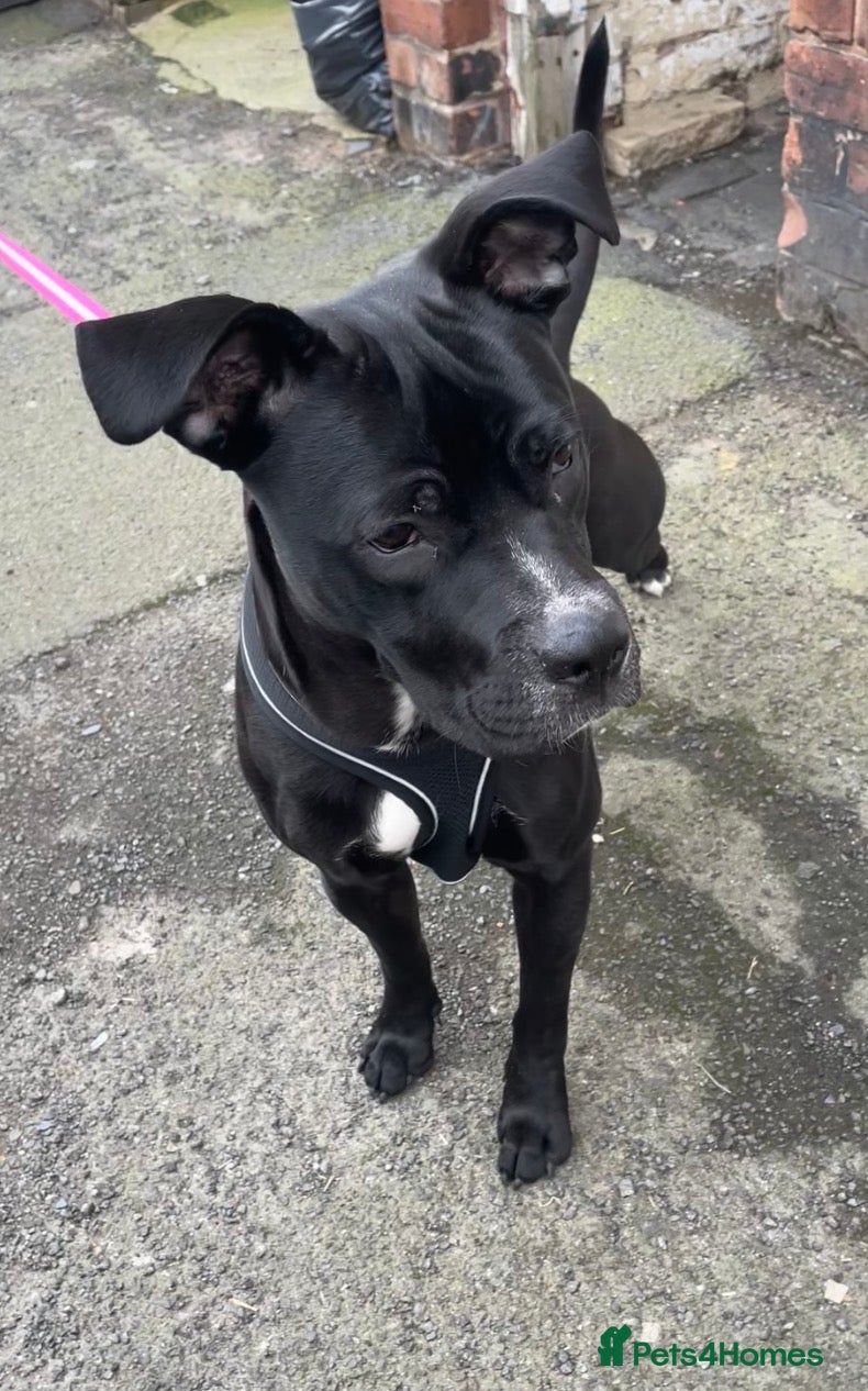 Mixed Breed dogs Staffie X Cane Corso - Advert 1