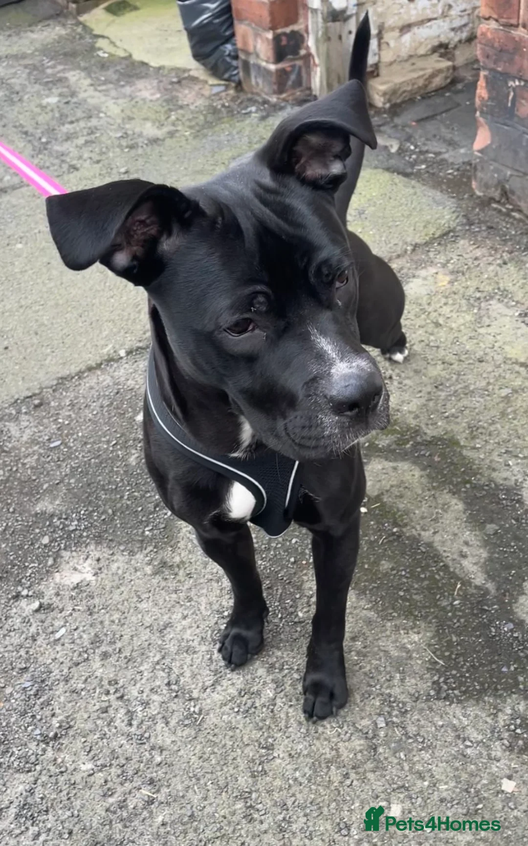 Mixed Breed dogs for sale: Staffie X Cane Corso in Oswestry - Advert 1