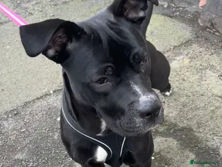 Mixed Breed dogs Staffie X Cane Corso - Advert 1
