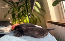 Mixed Breed cats for sale: 🐾 Adorable boy & girl 🐾 - Image 19