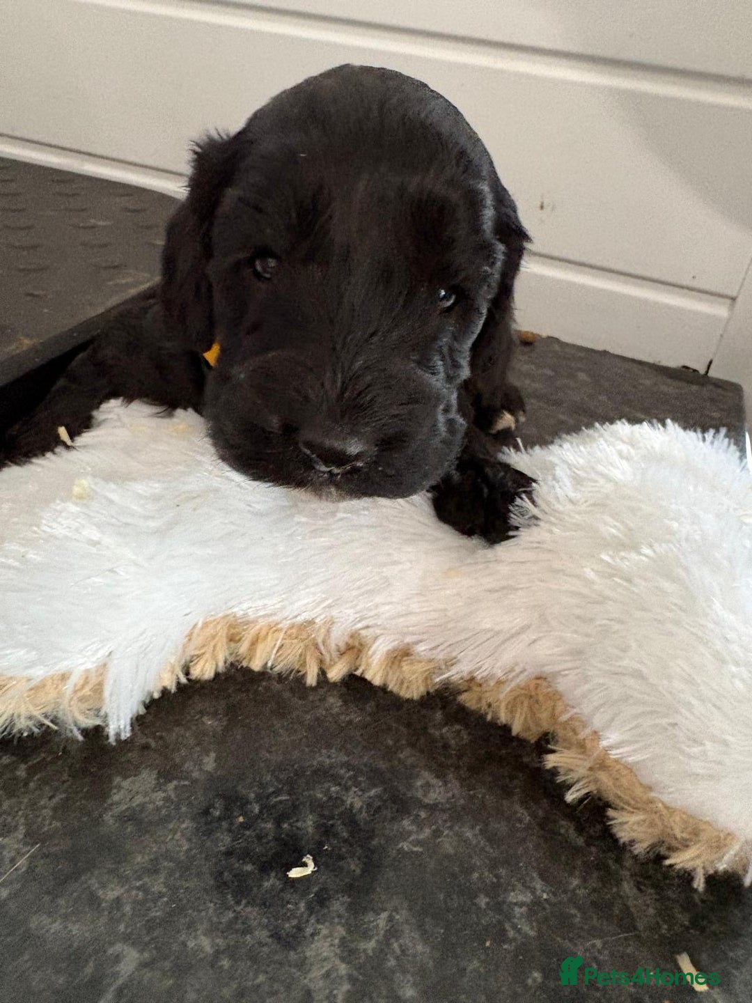Cockapoo dogs for sale: 5 cockapoo puppy ready 13nov  - Image 19