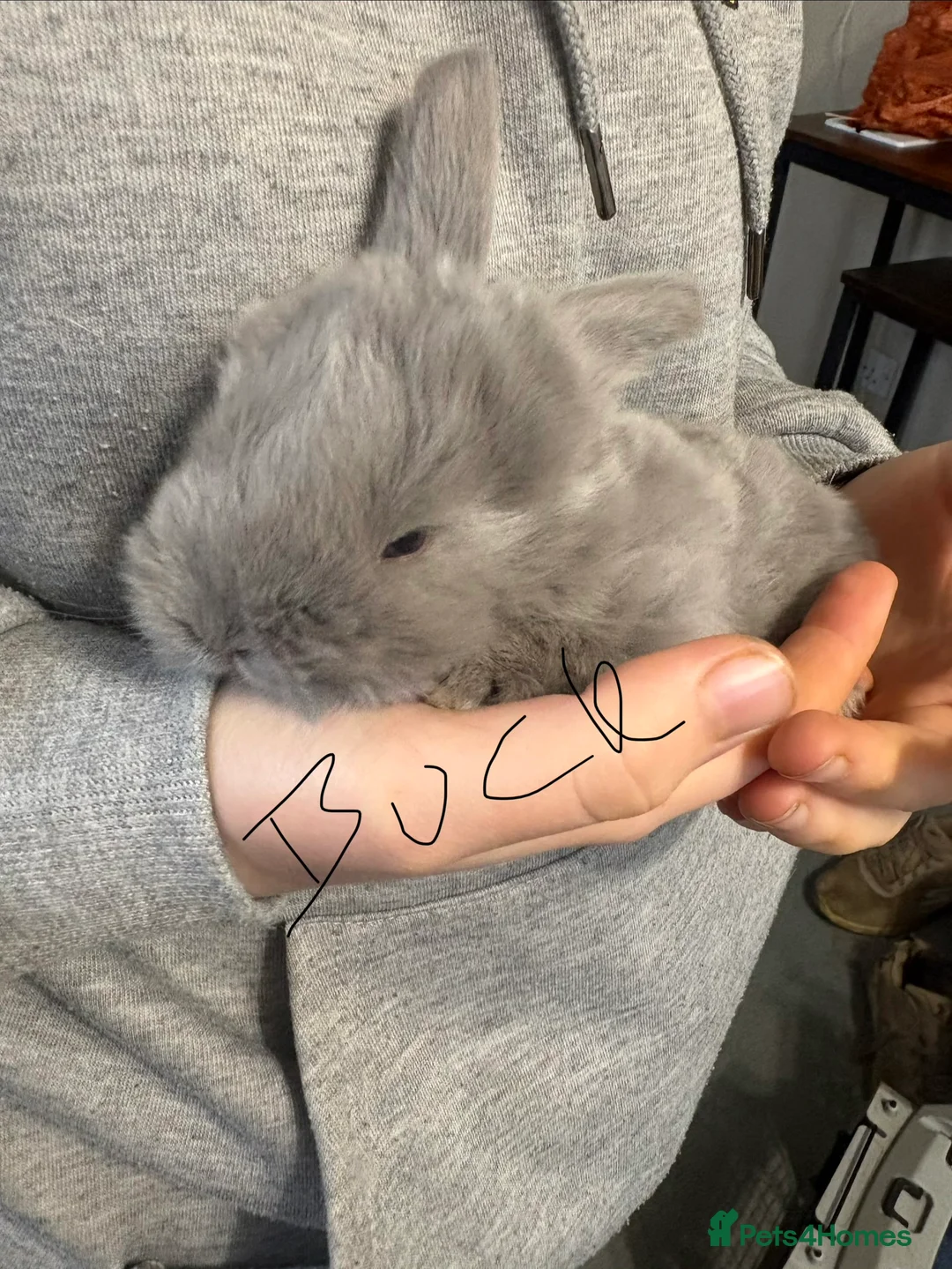 French Lop rabbits for sale: French lops - Advert 3