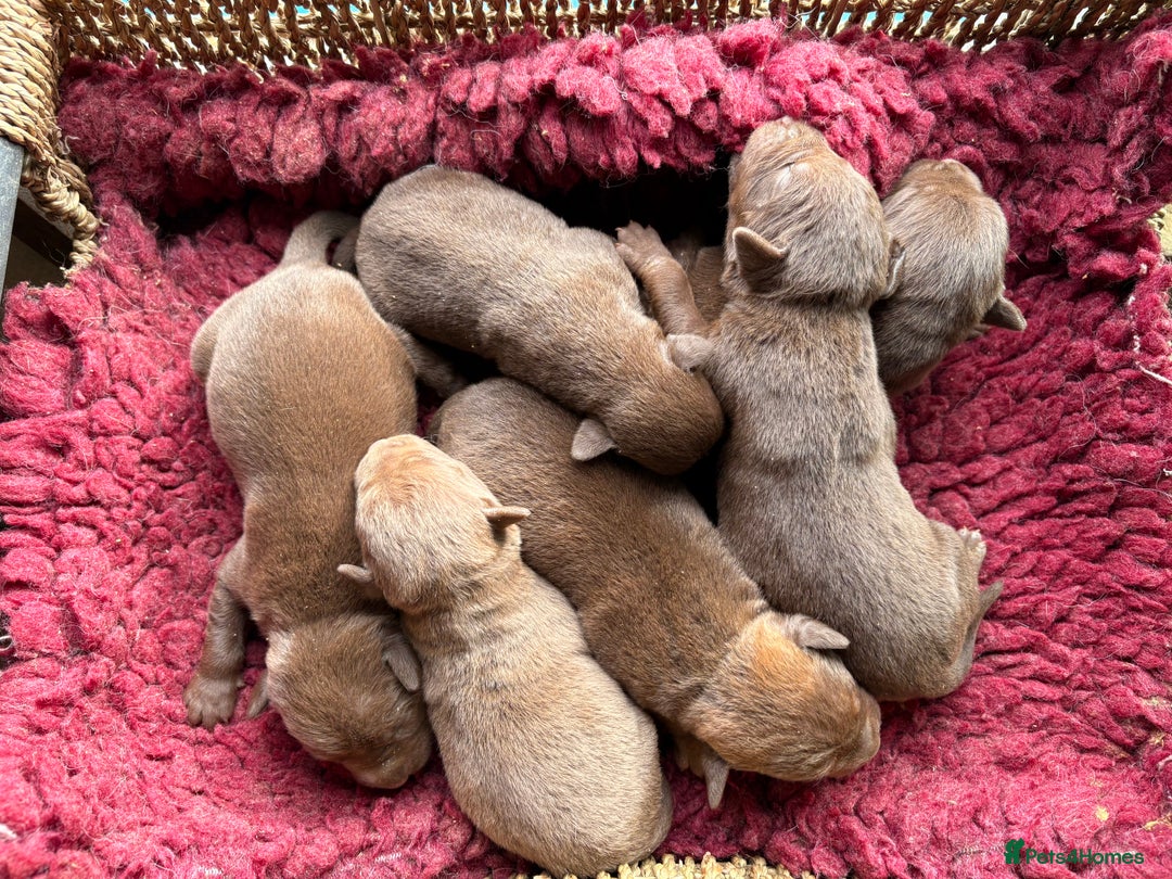 Patterdale Terrier dogs for sale: #Sold# Quality Patterdale Terrier Pups - Image 1