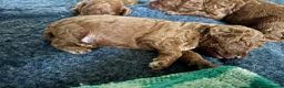 Cockapoo dogs for sale: READY SOON - Gorgeous Cockapoo Puppies in Leominster - Advert 9