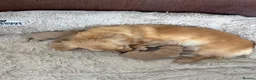 Miniature Dachshund dogs for sale: Pure cream mini long haired dachshund pups - Advert 3