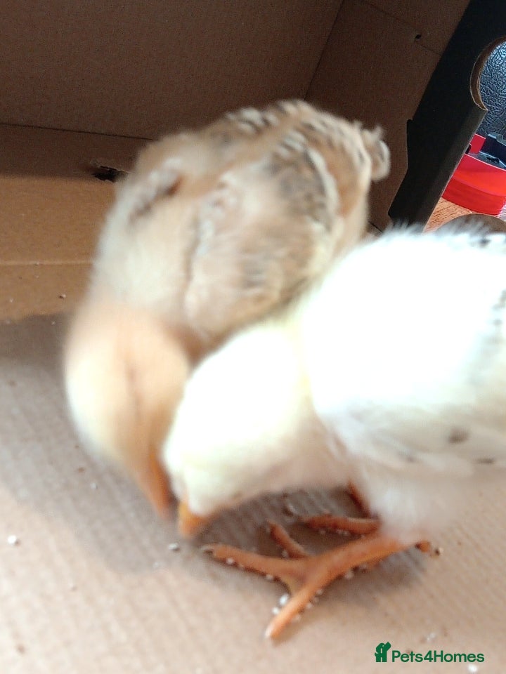 Chickens poultry 15 cute chicks for sale  - Advert 2